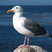 Western Gull
